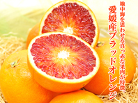 �嗱�������̃t���[�c�M�t�gDX
