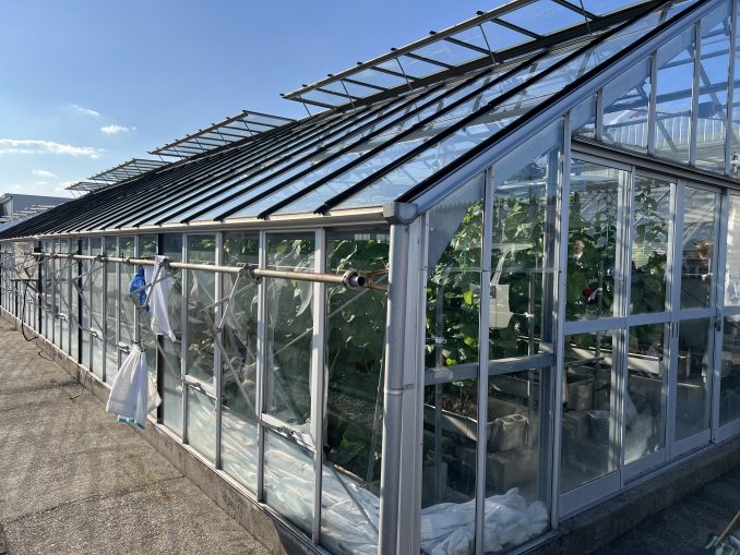 マスクメロンアドバイザー講座