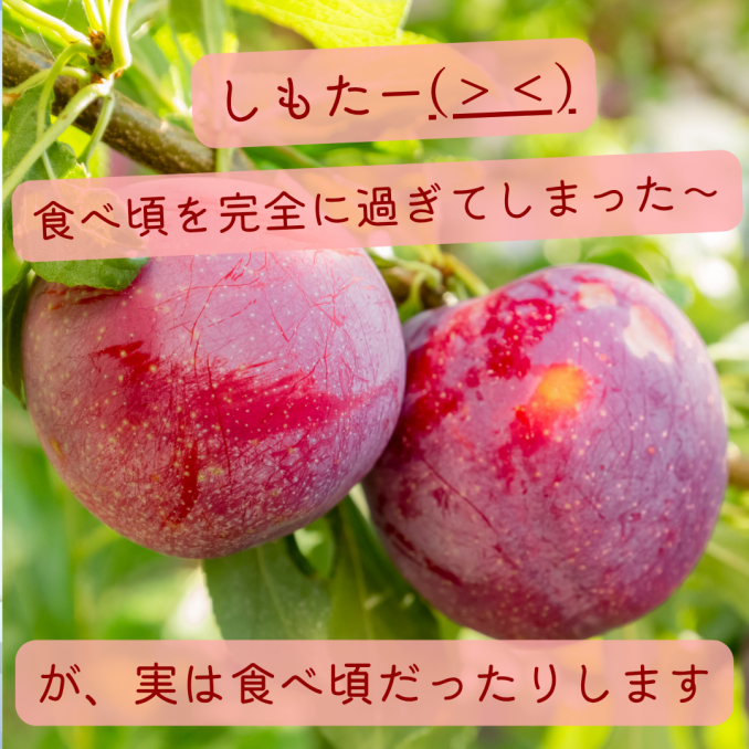 【店舗情報】しもた～！食べ頃とっくに過ぎてしもうた！が実は食べ頃