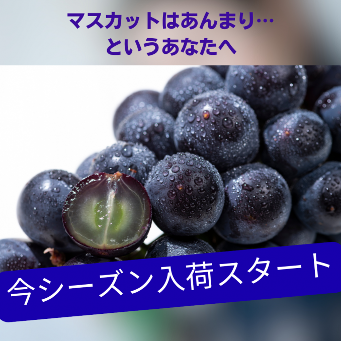 【店舗情報】シャインマスカットはあんまり…というあなたへ