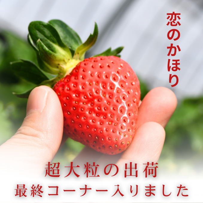 【店舗情報】超大粒・恋のかほり最終コーナーです