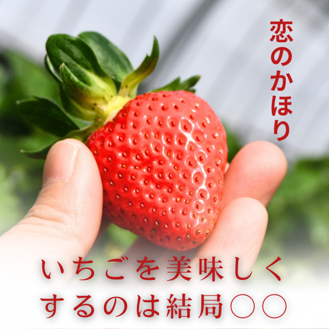 【店舗情報】いちごを美味しくするのは、結局〇〇