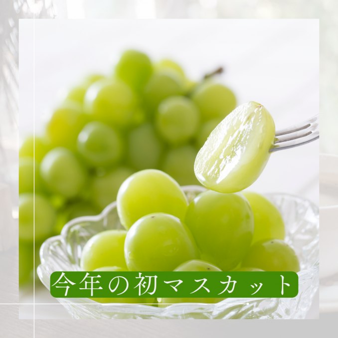 【店舗情報】今年初のシャインマスカットは誰に食べてもらいたいですか？