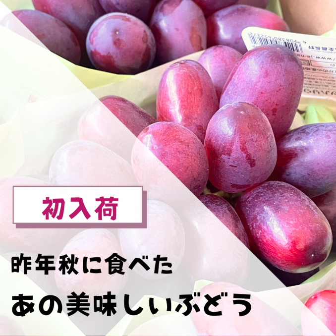 【店舗情報】昨年食べたあの美味しいぶどうが初入荷