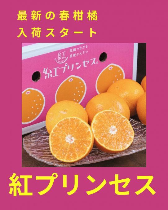 【店舗情報】最新の春柑橘入荷スタート