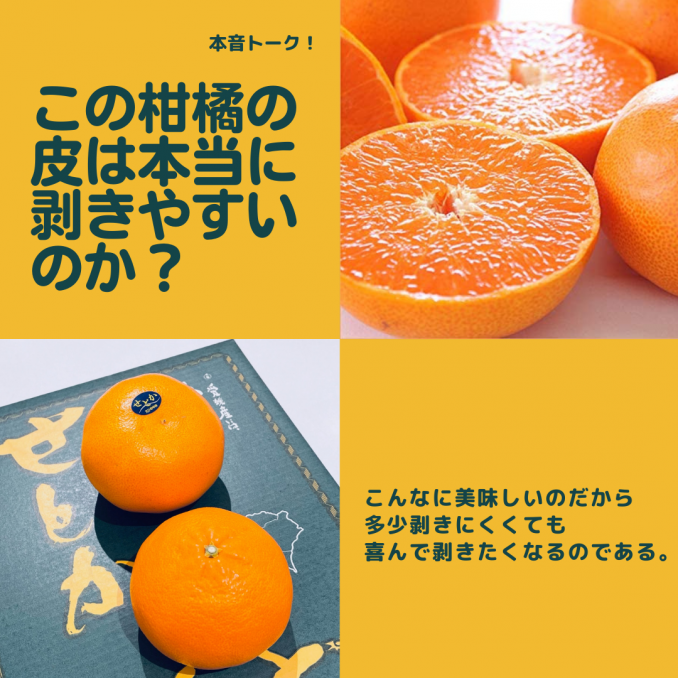 この柑橘本当に剥きやすいのか？