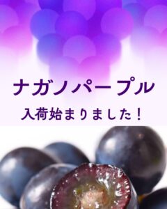 【店舗情報】ナガノパープル入荷始まりました