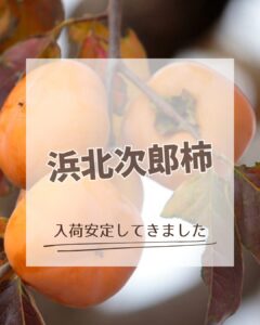 【店舗情報】入荷安定してきました