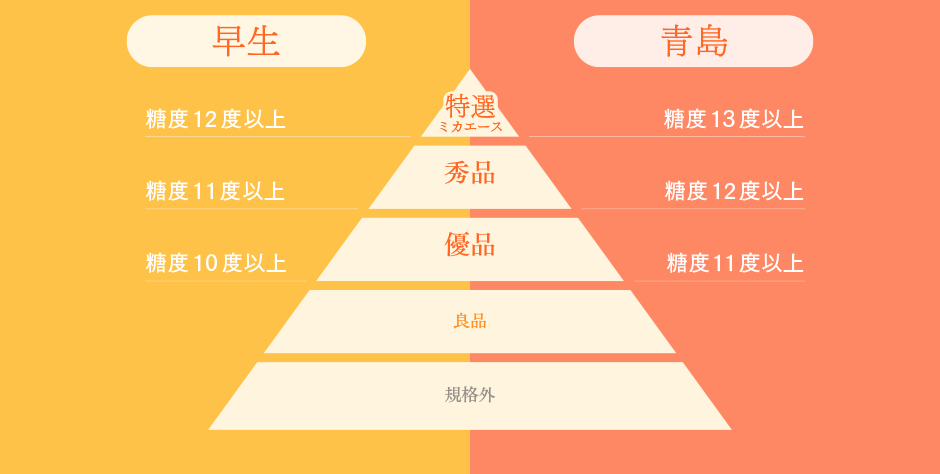 図：ミカエース 早生と青島の等級