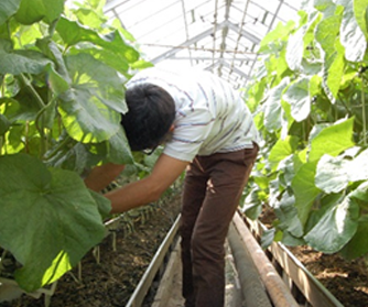 photo:The Process of Muskmelon Cultivation